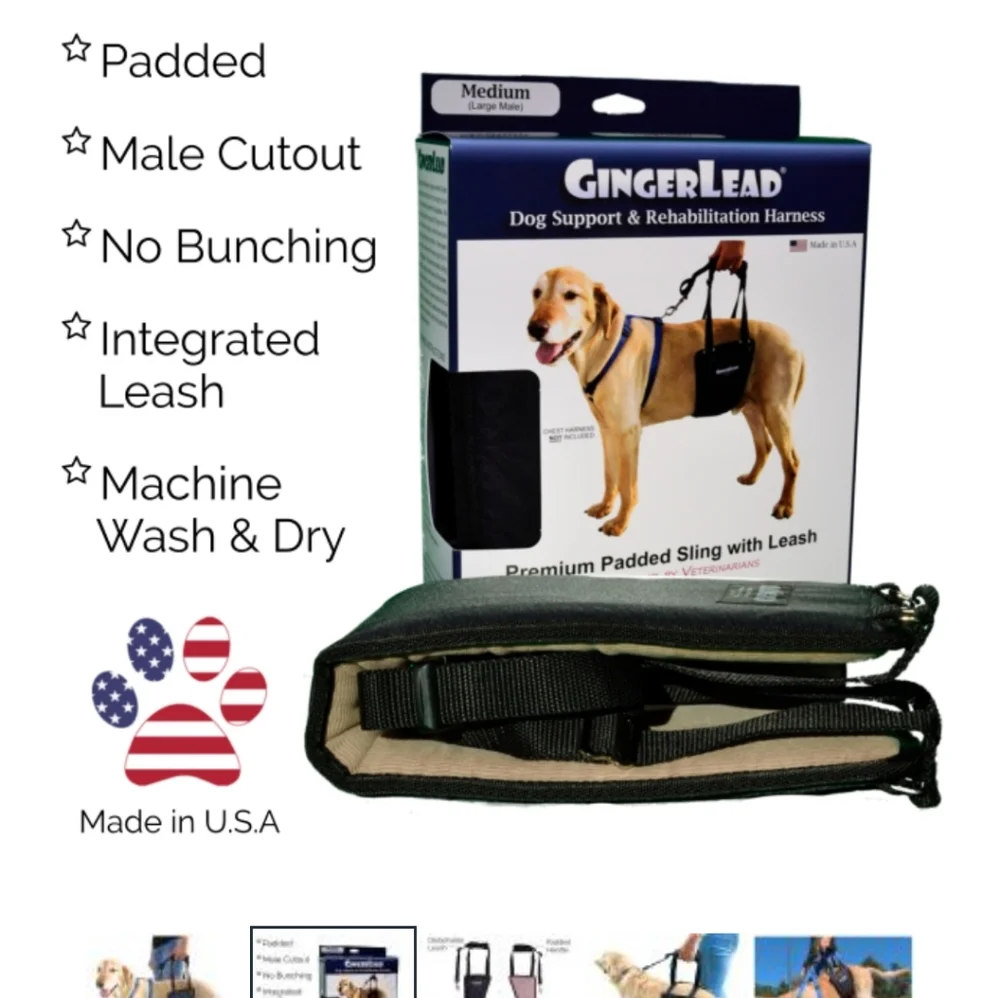 Gingerlead dog rear